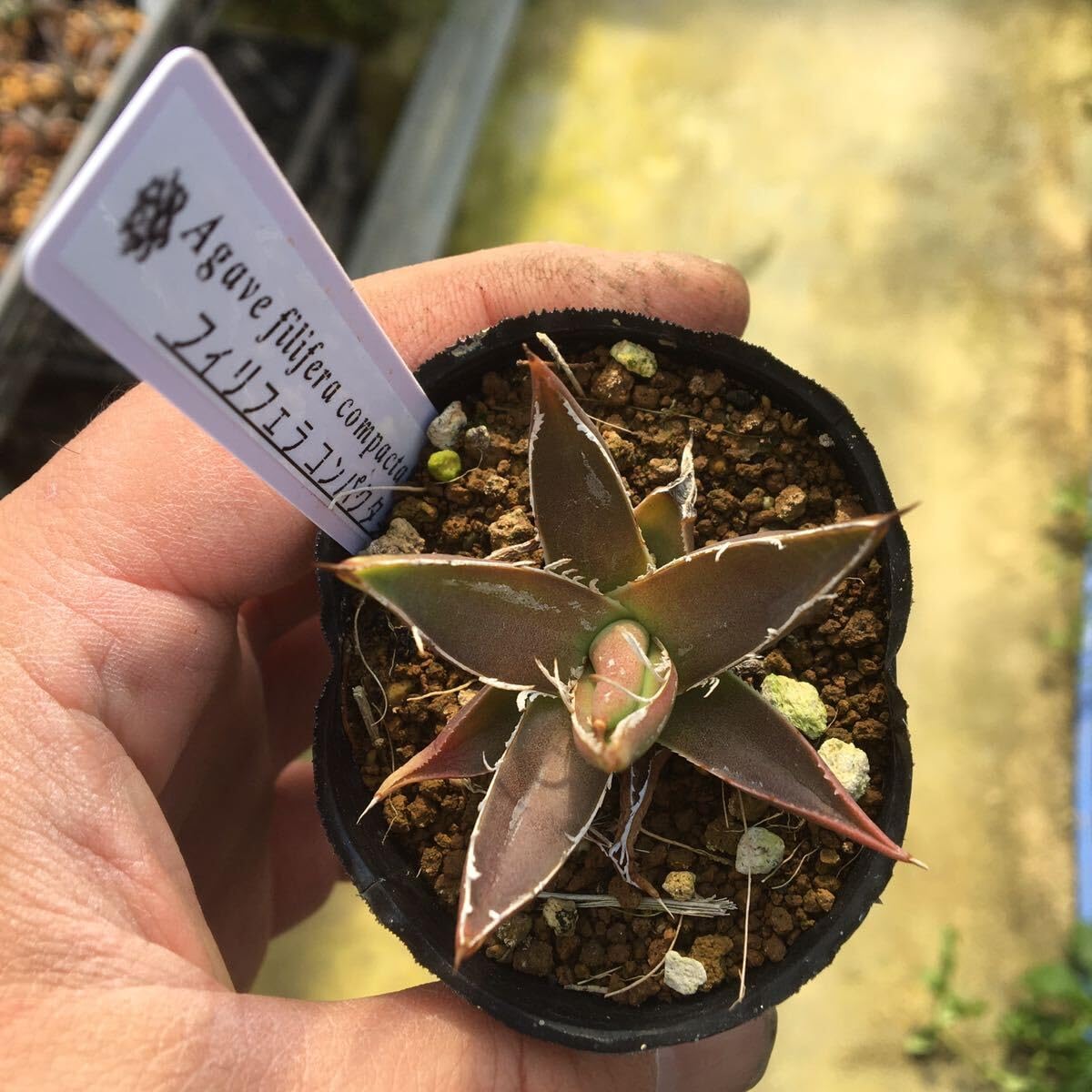 Amazon.co.jp: 多肉植物 アガベ フィリフェラコンパクタ 実生苗3